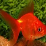 RED RUYKIN GOLD FISH 10-11CM (1)