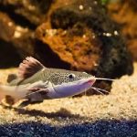 RED TAIL CAT FISH 8CM (1)