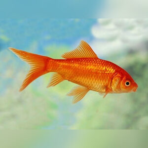 red comet gold fish