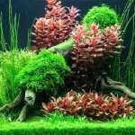 Rotala Macranda-1