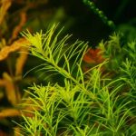 Rotala Najeshan-1