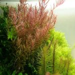 Rotala Rotudifoila (1)