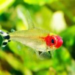 Rummy nose Tetra Fish 2.5 cm-2