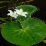 SNOW FLAKES FLOATING PLANTS-1