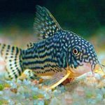 STERBI CORYDORAS 3CM