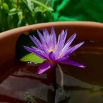 Water Lilly (Violet) in pot-1