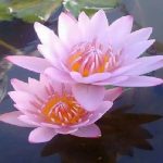 Water Lilly (rose) in Pot