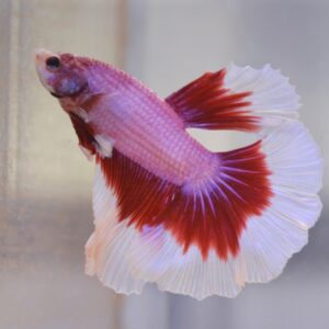 Blue Butterfly Halfmoon Betta