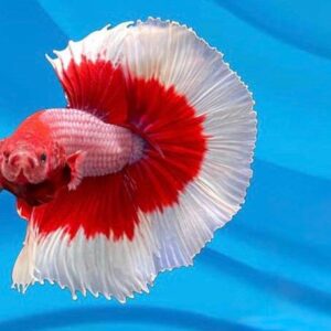 Red Butterfly Halfmoon Betta