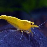 YELLOW SHRIMPS 1.5CM (1)