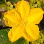 Yellow Nayambal (3)