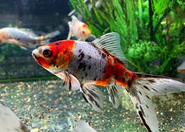 Calico Comet Goldfish