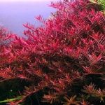 rotala red-1