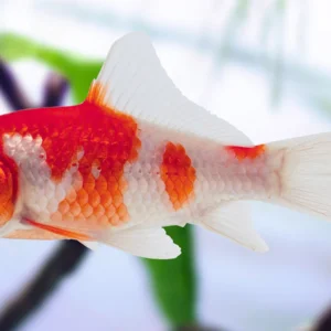 red and white comet gold fish 6 cm