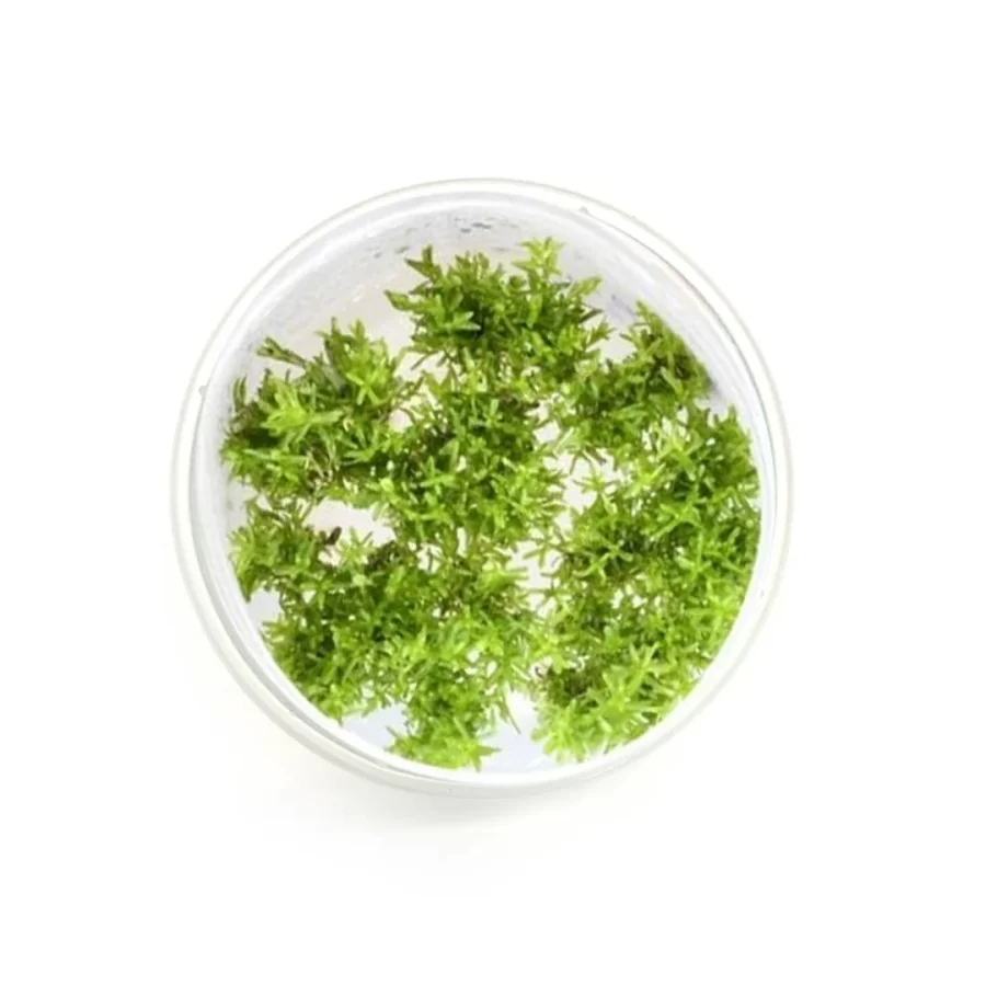 Rotala nanjenshan [Tc]