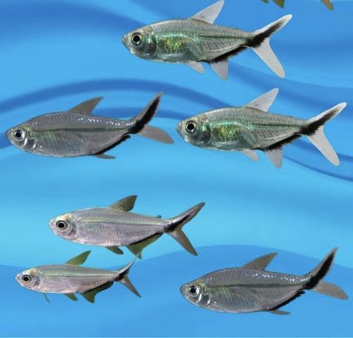 Blackline tail tetra