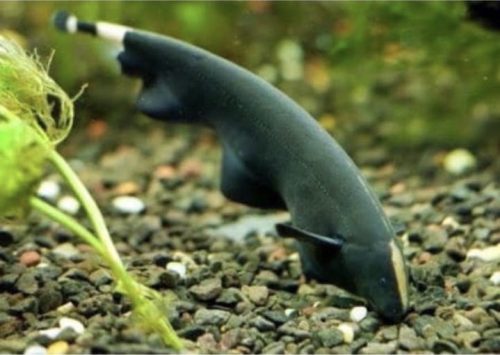 Black Ghost Knife Fish 7cm