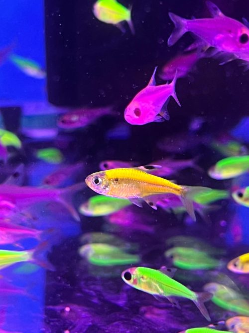 Pistela Tetra Yellow