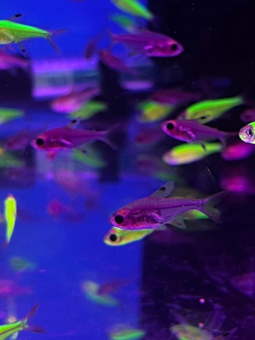 Pistela Tetra Purple