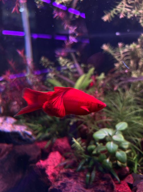 Blood Red Cauli Sword Tail