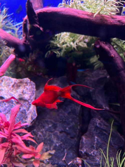 SWORDTAIL BLOODRED  HIGHFIN BALLOON