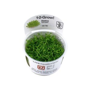 Elatine Hydropiper - Tropica Plant