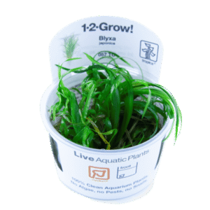 Blyxa japonica- Tropica Plant