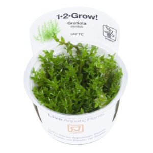 Gratiola Viscidula- Tropica Plant