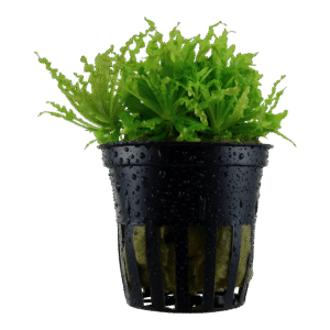 Helferi Pogostemon -Aquatic Plant