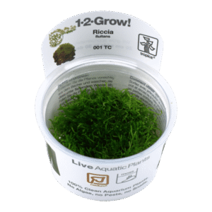 Riccia Fluitans -Tropica Plant