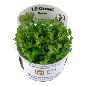 Rotala Indica Bonsai - Tropica Plant