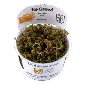 Rotala Rotundifolia H ra - Tropica plant