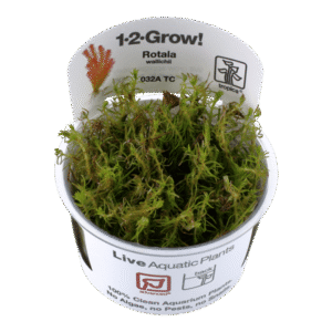 Rotala Wallichii-Tropica Plant