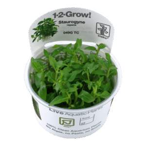 Staurogyne Repens - Tropica Plant