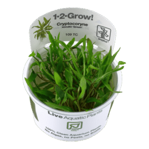 Cryptocoryne wendtii green- Tropica Plant