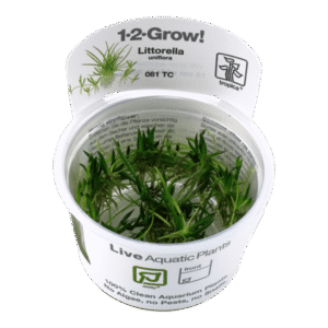 Littorella Uniflora - Tropica Plant