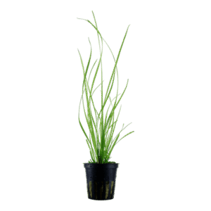 Cyperus Helferi - Tropic Plants