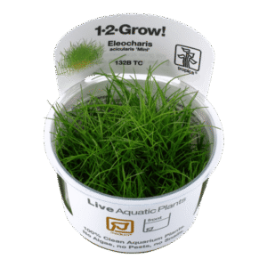 Eleocharis Acicularis Mini- Tropica Plant