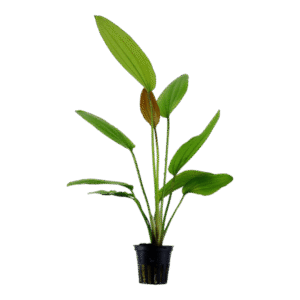 echinodorus rosea-Sword rose Aquatic plant