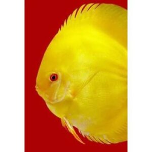 3F Frozen Discus Special Premium 100gm