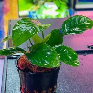Anubias Barteri -Aquatic plant