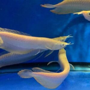 Albino Arowana 17Cm