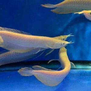 Albino Arowana 17Cm
