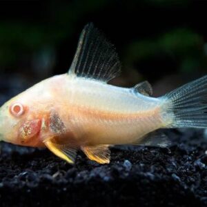 Albino Corrydoras 4Cm
