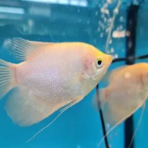 Albino Giant Gourami 9Cm