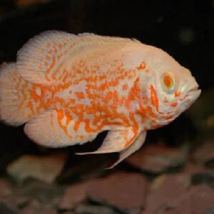 Albino Oscar 9 to 10Cm
