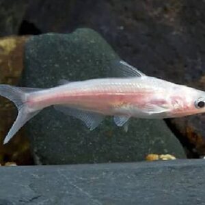 Albino Pengasius Shark 8Cm