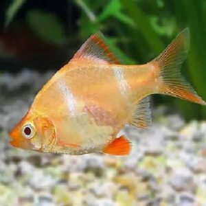 Albino Tiger Barb 2.5Cm