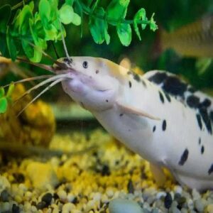 Albino Walking Cat Fish 8Cm