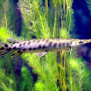 Aligator Gar 15Cm